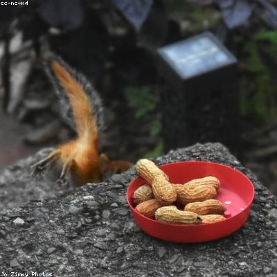 Kacang Tanah